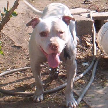 Yeagers And Destinys APBT Kennels Sugar Kain Pit Bull.jpg